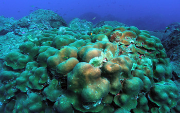 A view of the coral Orbicella annularis off Florida in 2006.